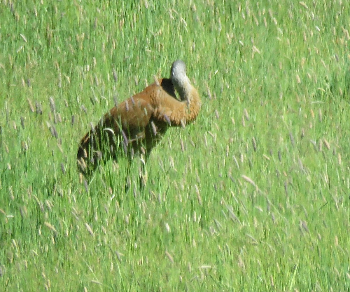 Sandhill Crane - ML637419827