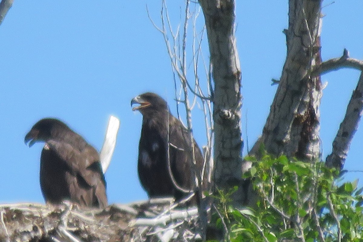 Bald Eagle - ML637419835