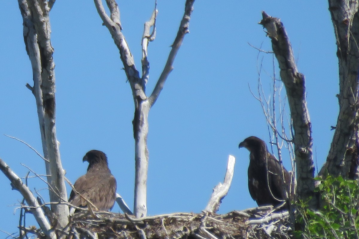 Bald Eagle - ML637419836