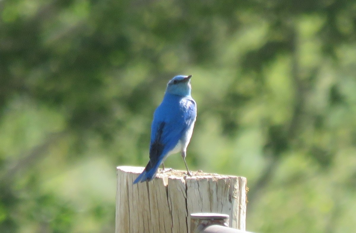 Mountain Bluebird - ML637419837