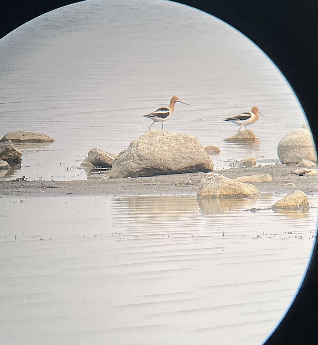 American Avocet - ML637419840