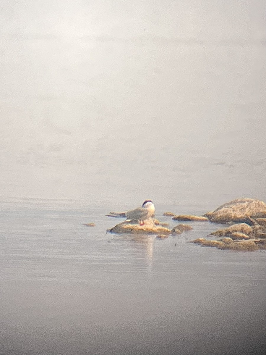 Common Tern - ML637419849