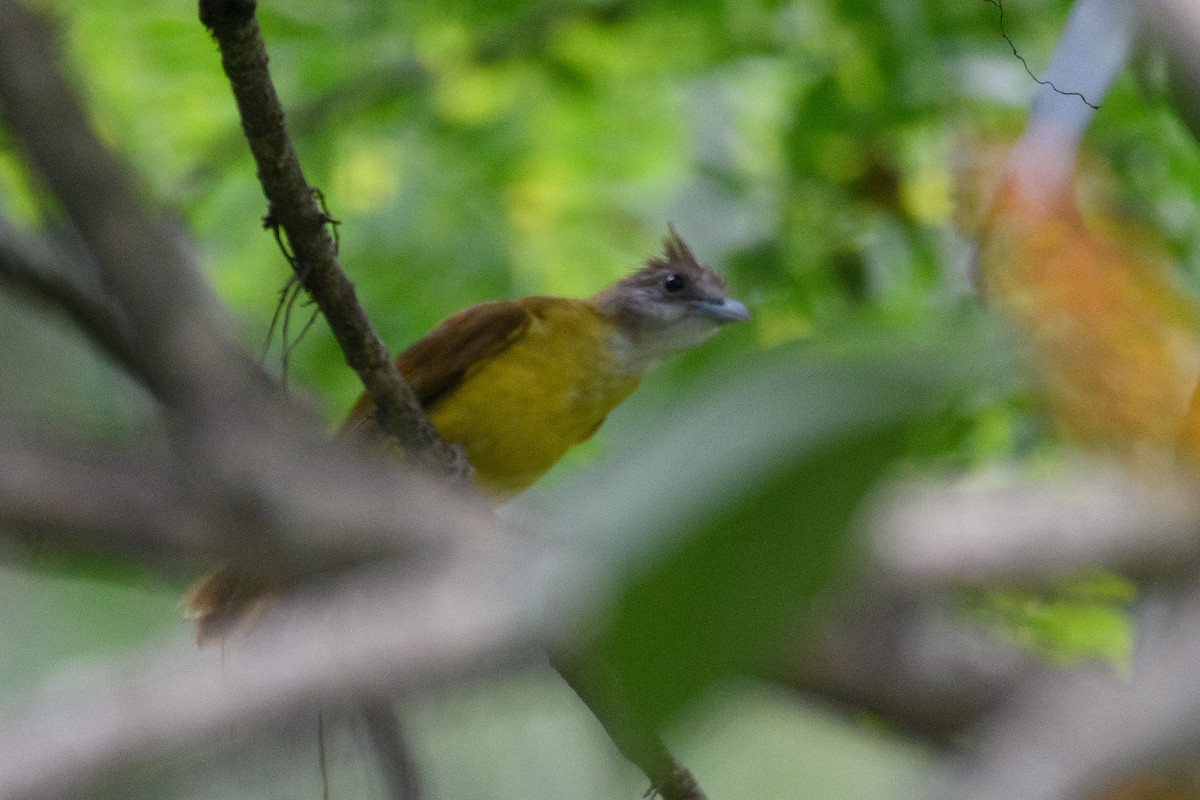 White-throated Bulbul - ML637419949