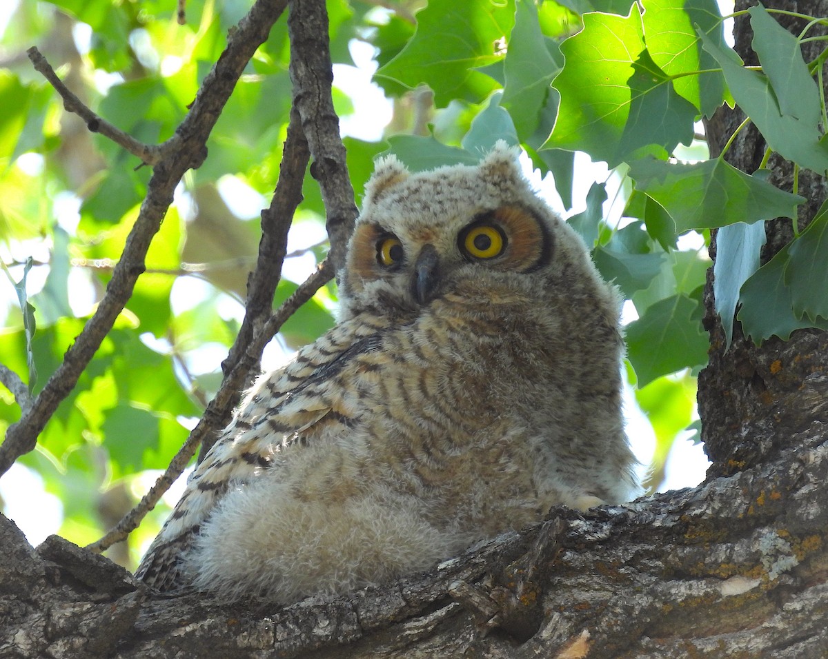 Great Horned Owl - ML637419965
