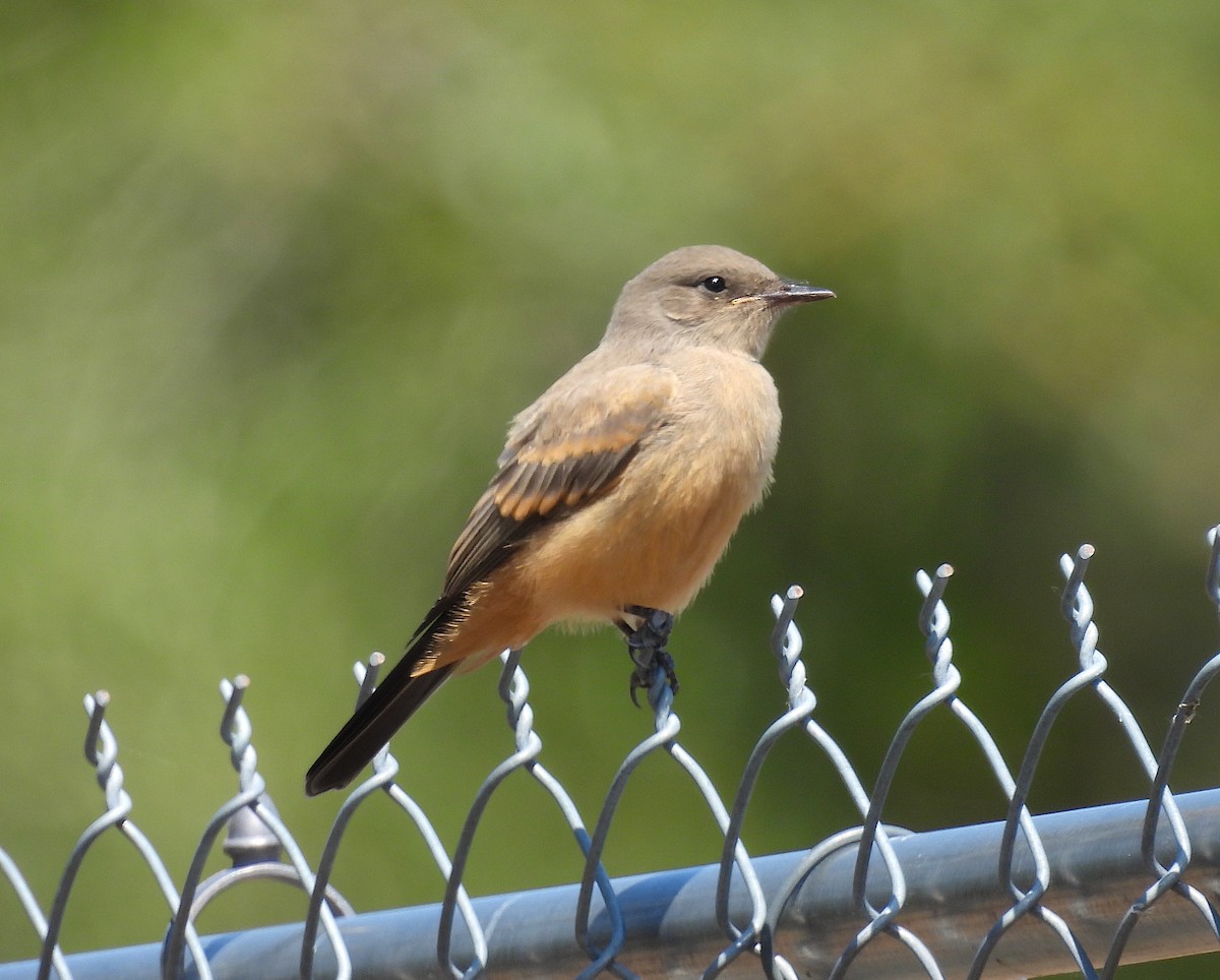 Say's Phoebe - ML637419972