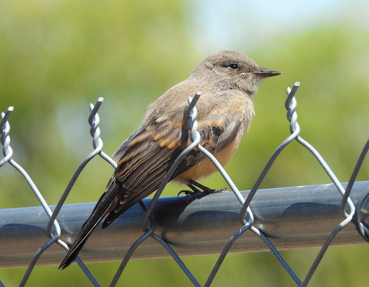 Say's Phoebe - ML637419975