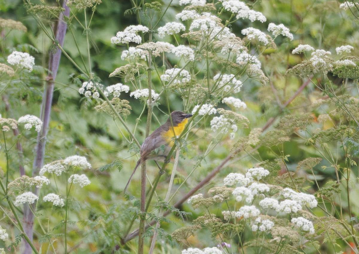 Yellow-breasted Chat - ML637420023