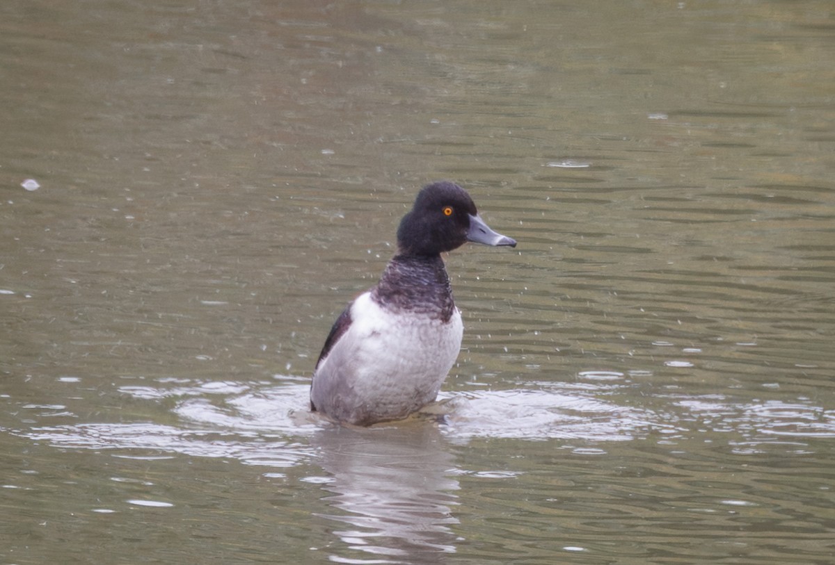 Ring-necked Duck - ML637420033