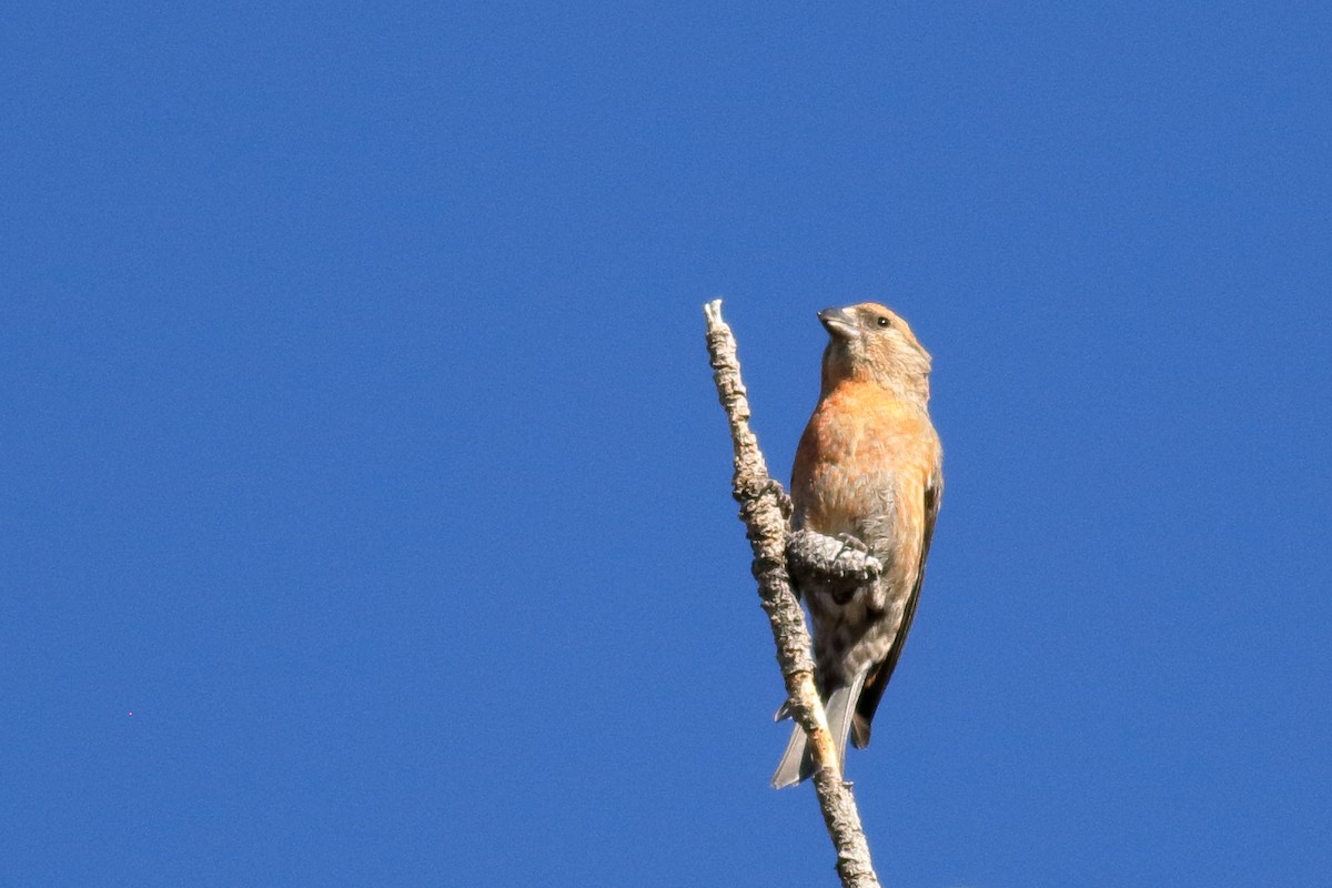 Cassia Crossbill - ML637420051