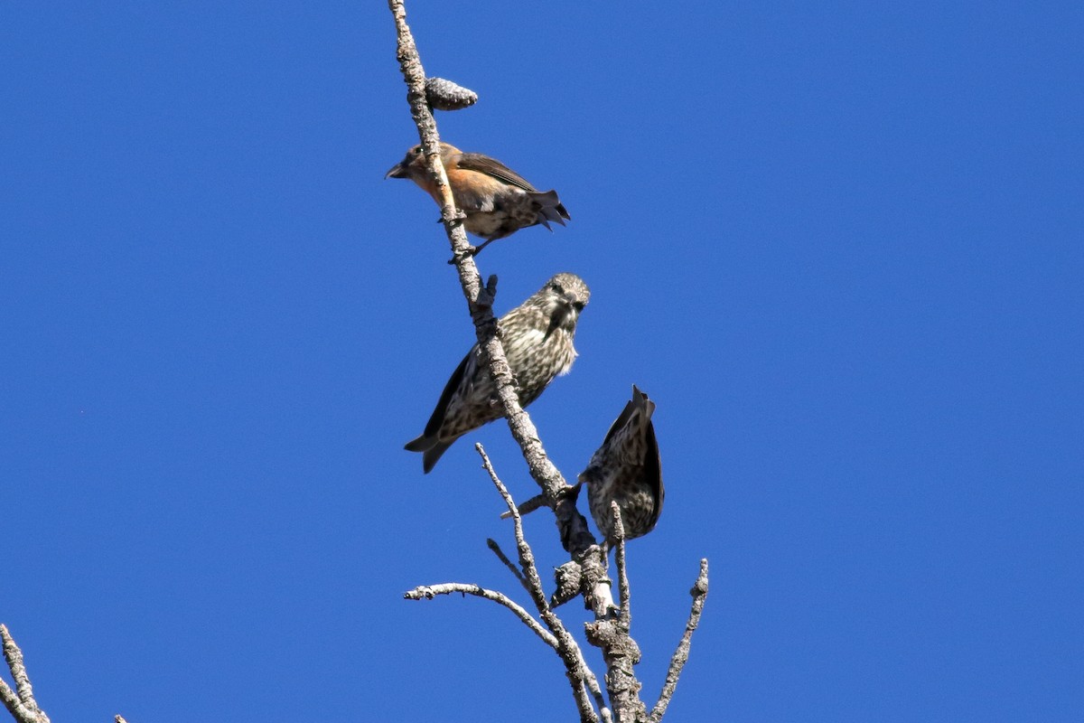 Cassia Crossbill - ML637420060