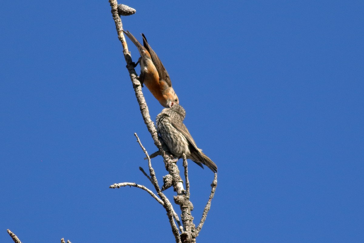 Cassia Crossbill - ML637420065