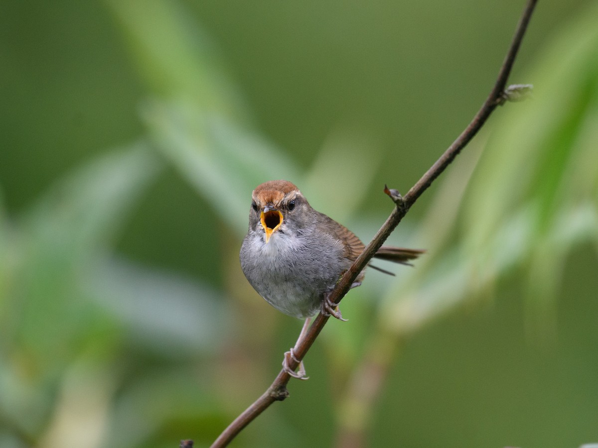 Gray-sided Bush Warbler - ML637420127