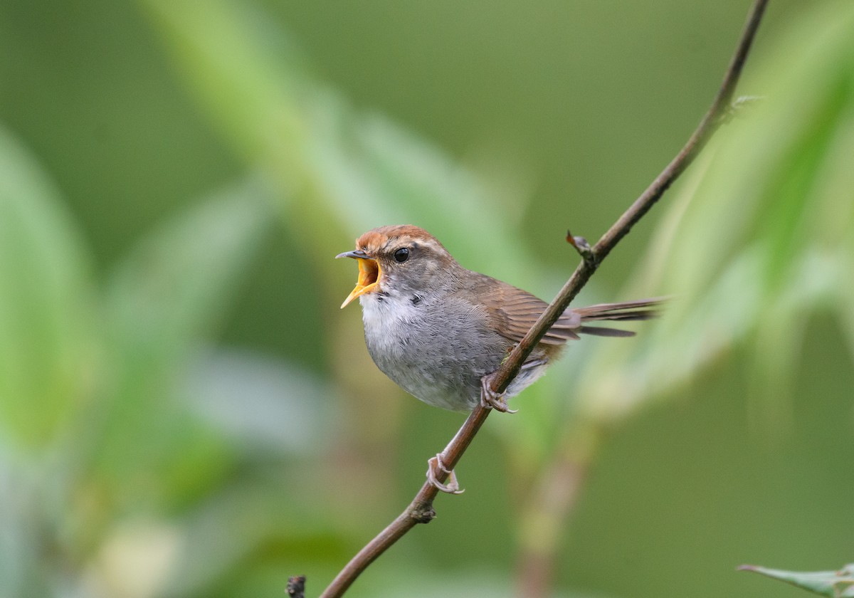Gray-sided Bush Warbler - ML637420128