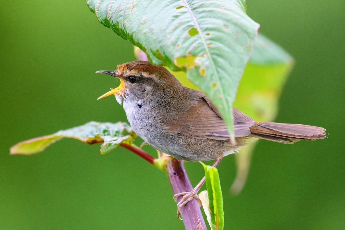 Gray-sided Bush Warbler - ML637420129