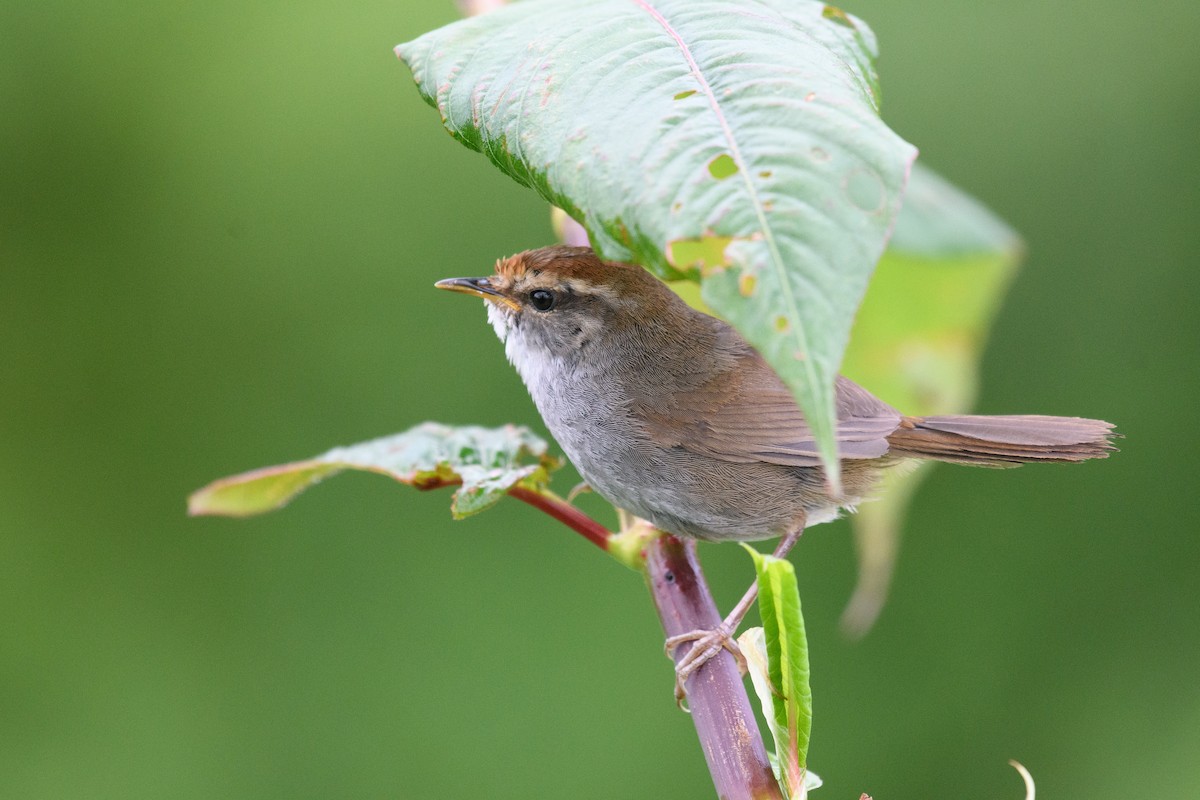 Gray-sided Bush Warbler - ML637420130