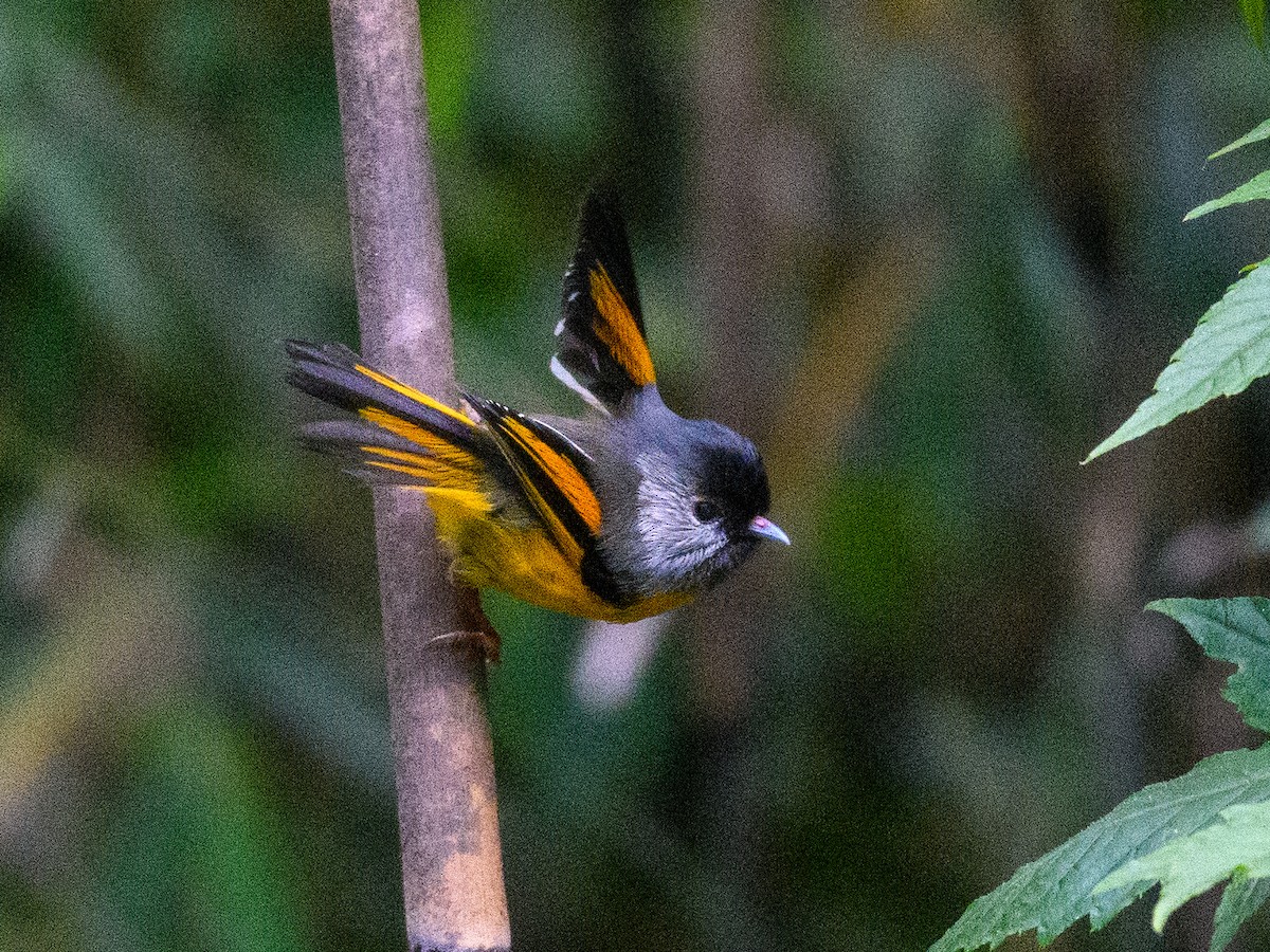 Golden-breasted Fulvetta - ML637420247
