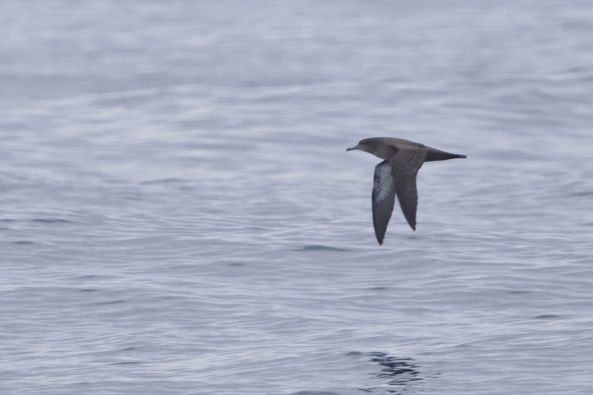 Sooty Shearwater - ML637420256