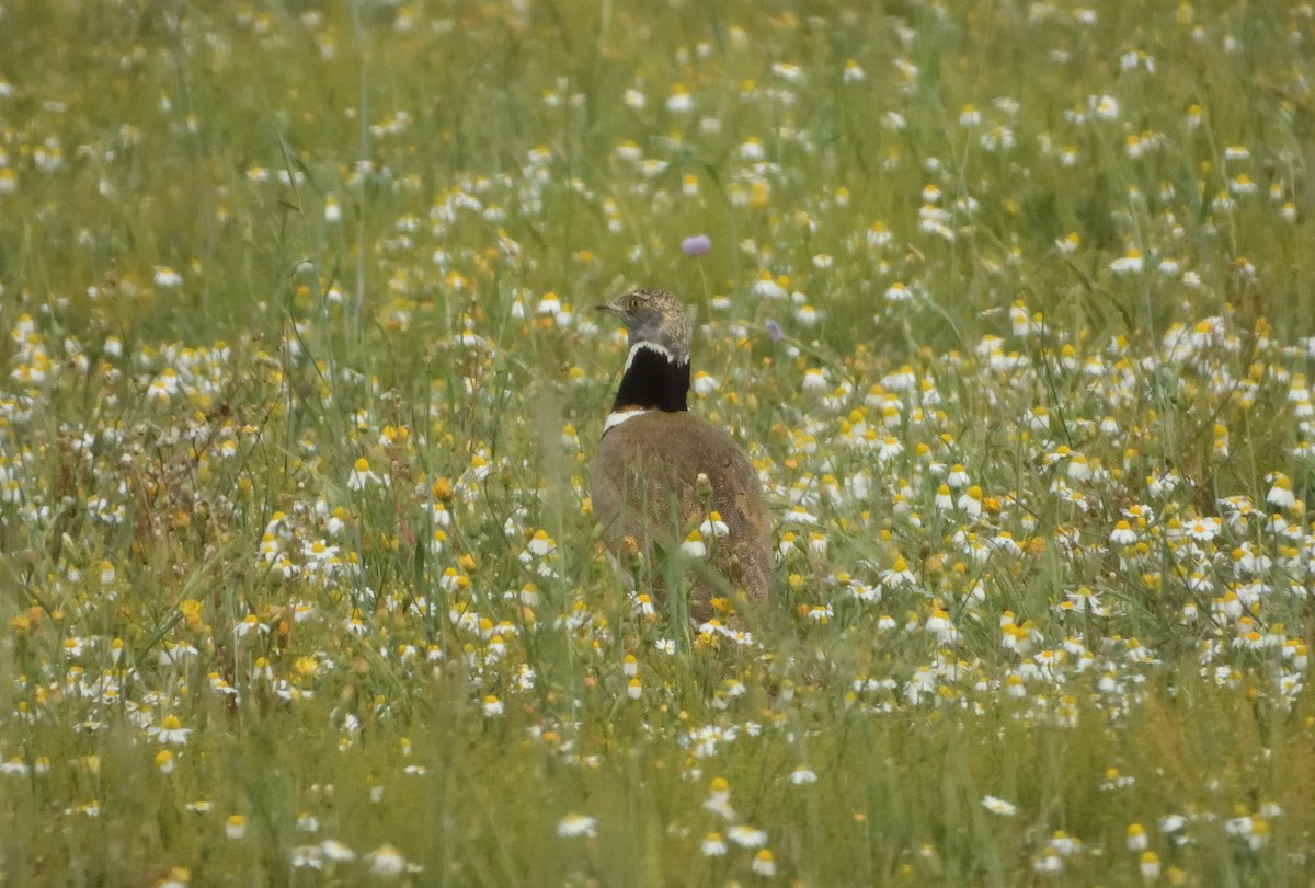 Little Bustard - ML637420262