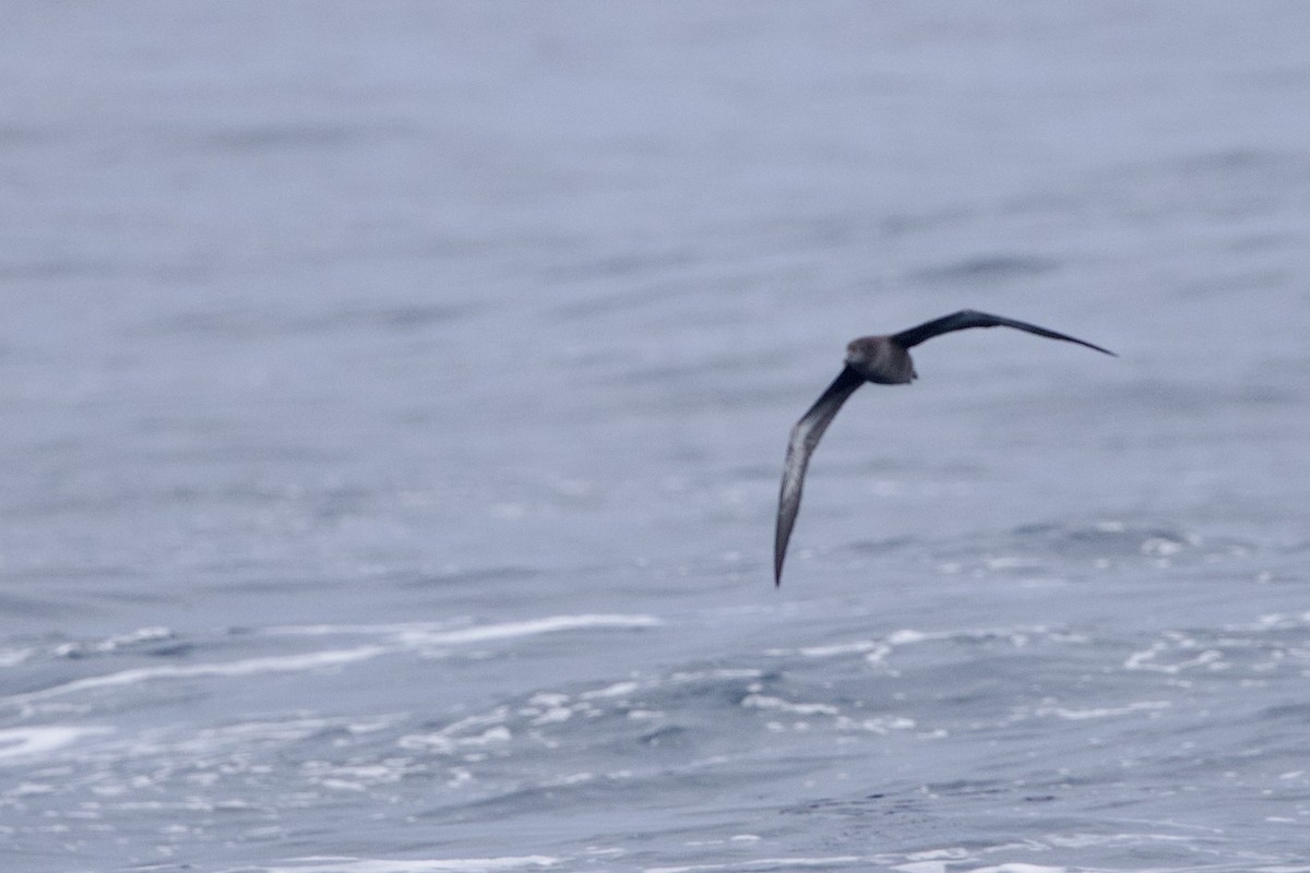 Sooty Shearwater - ML637420272