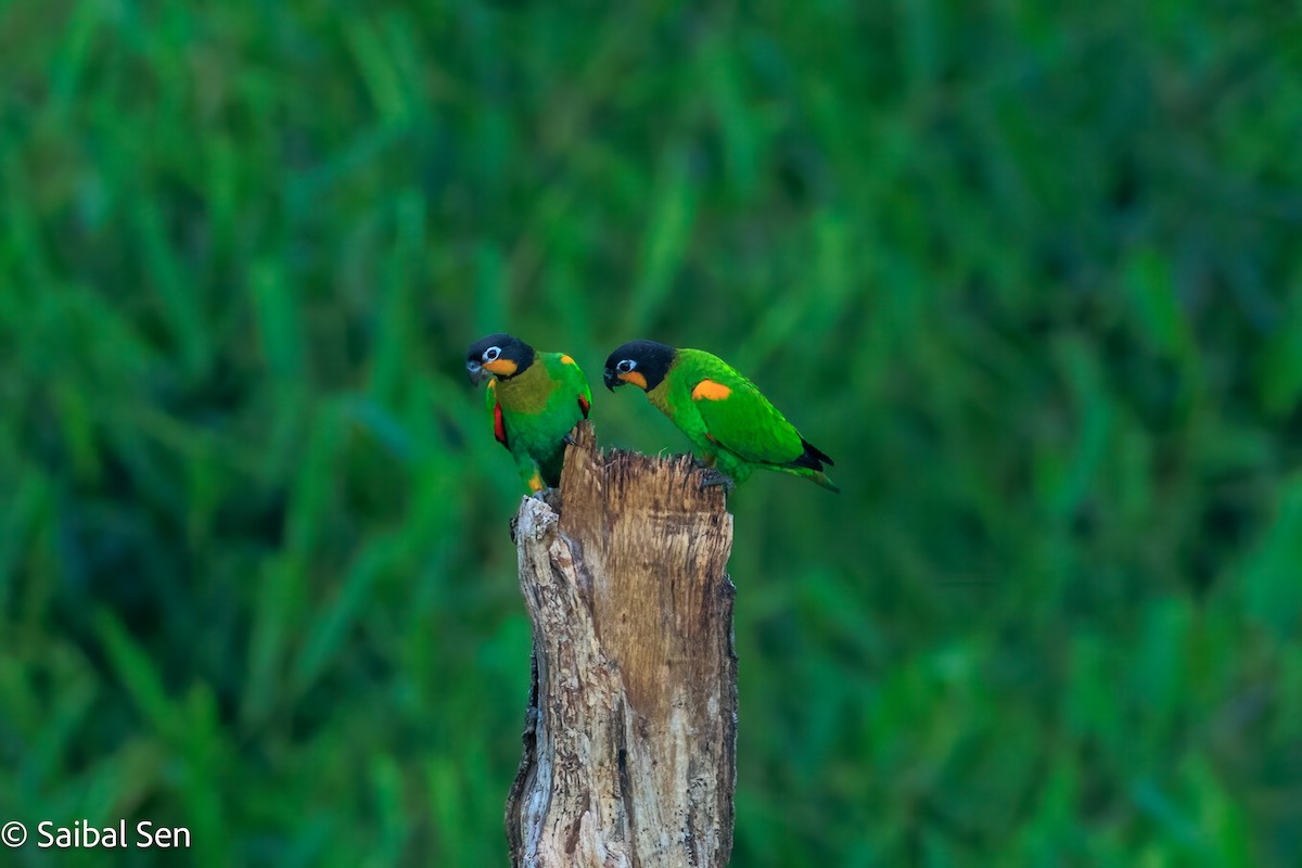 Orange-cheeked Parrot - ML637420277