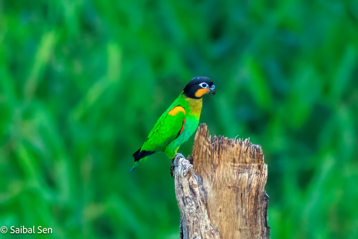 Orange-cheeked Parrot - ML637420278