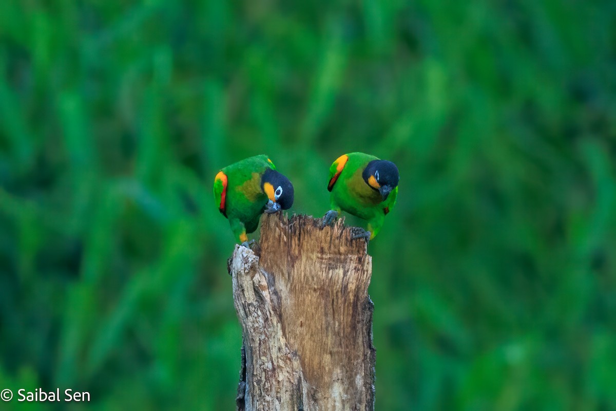 Orange-cheeked Parrot - ML637420280