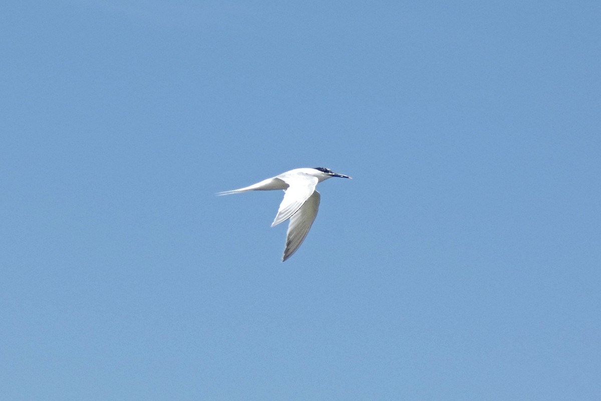 Sandwich Tern - ML637420283
