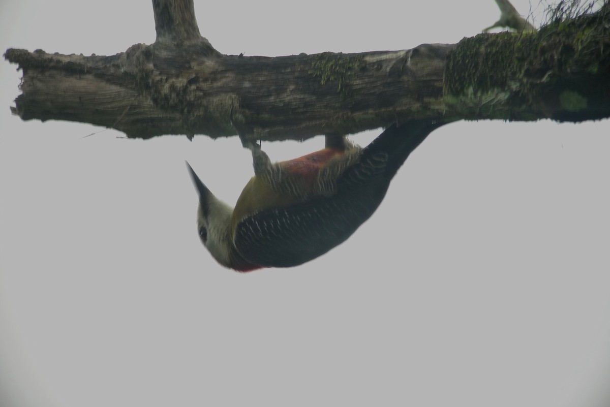 Jamaican Woodpecker - ML637420303