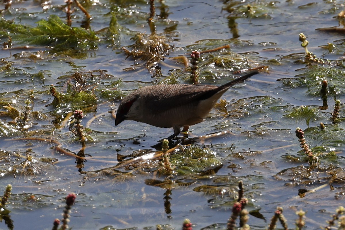 Arabian Waxbill - ML637420352