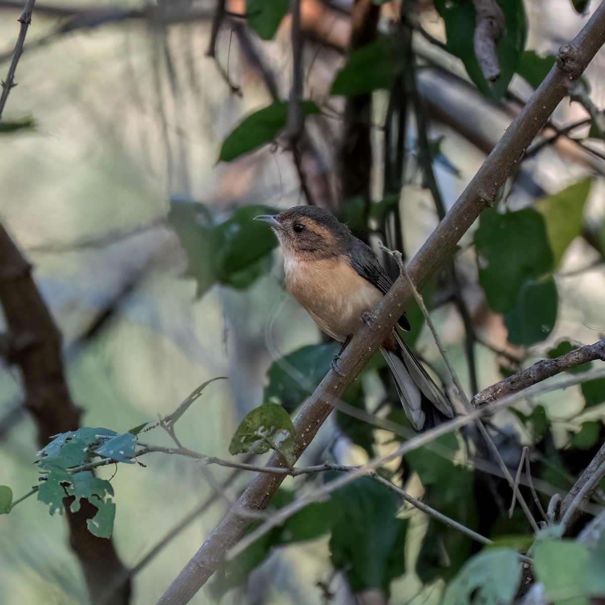 Red-breasted Chat (Red-breasted) - ML637420430