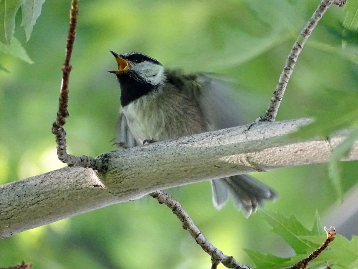 Mountain Chickadee - ML637420449