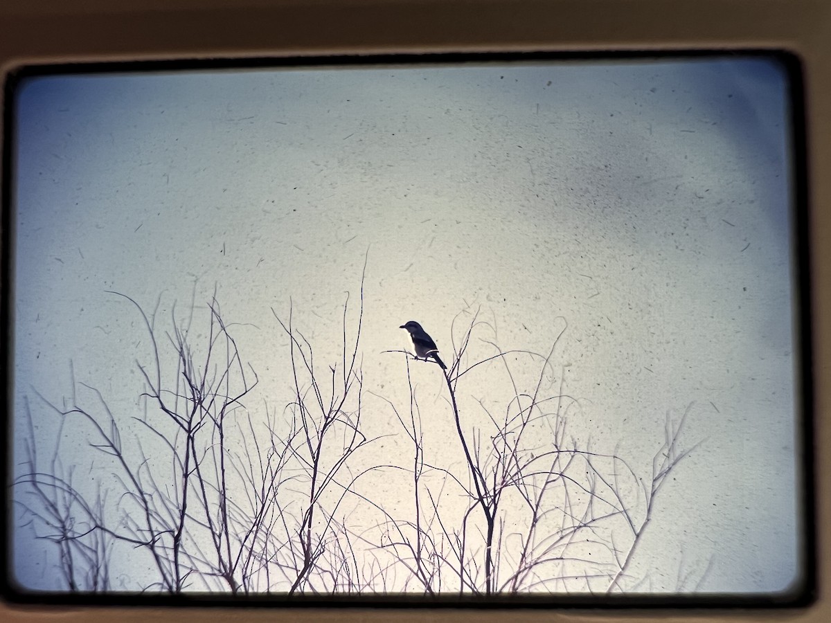 Northern Shrike - ML637420465