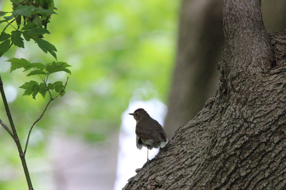 thrush sp. - ML637420480