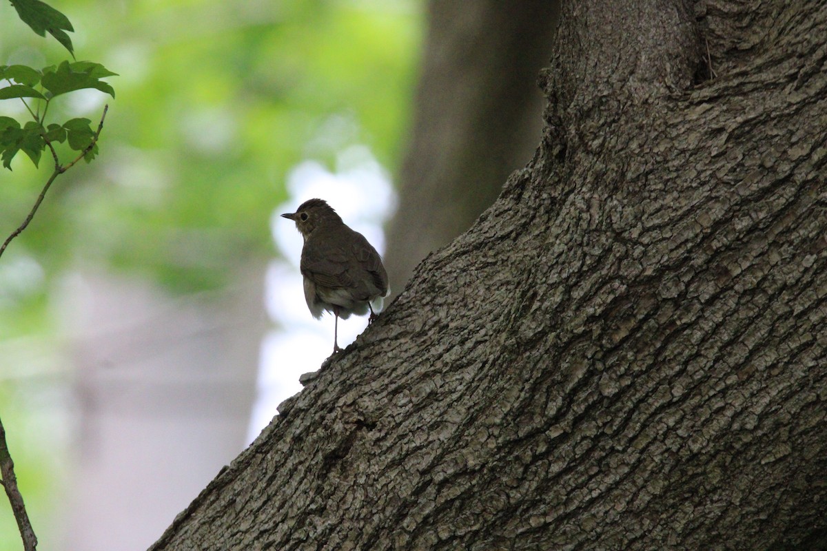 thrush sp. - ML637420482