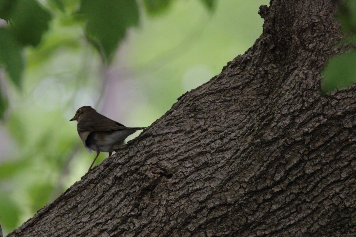 thrush sp. - ML637420485