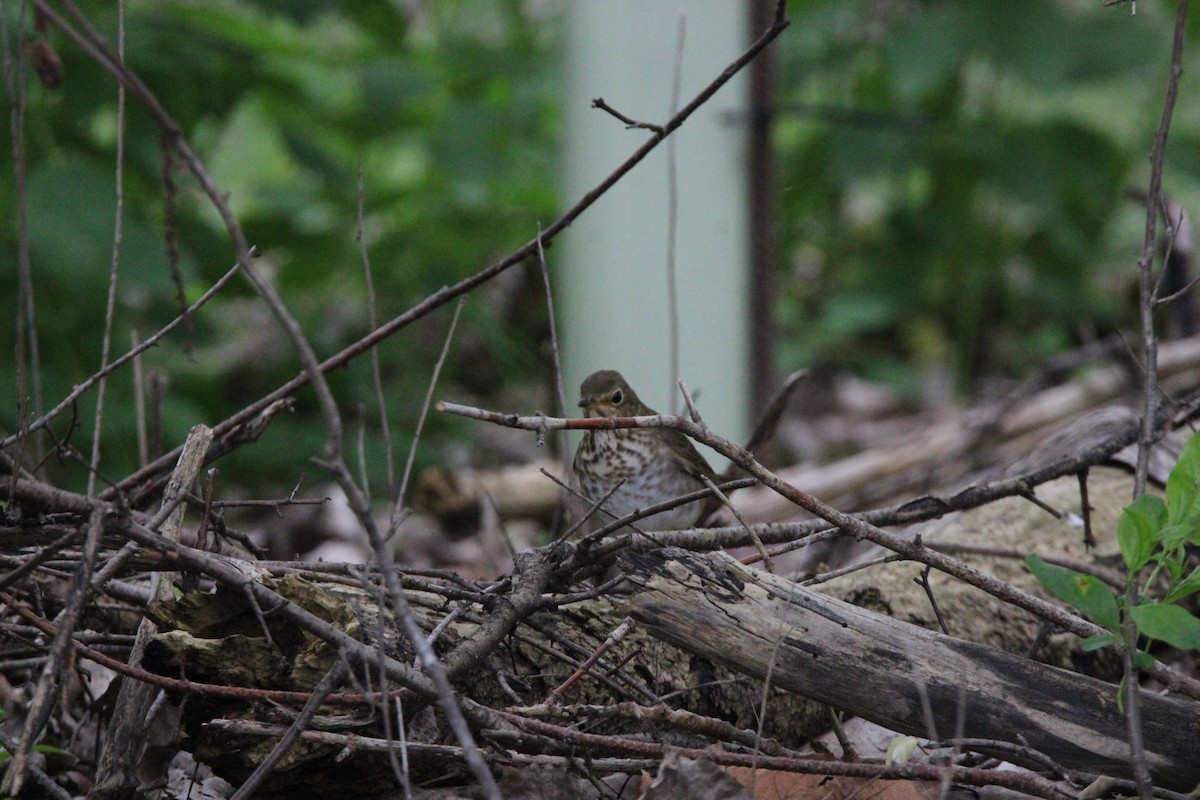 thrush sp. - ML637420486
