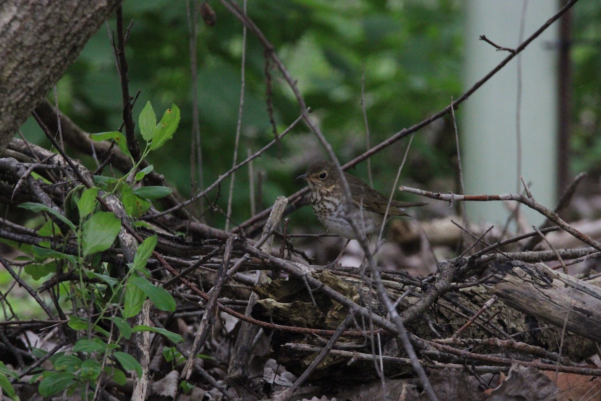 thrush sp. - ML637420487