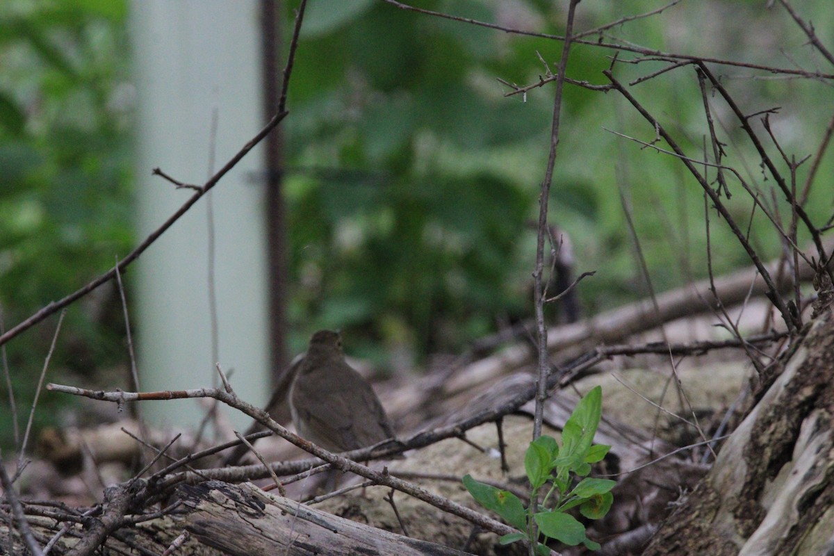 thrush sp. - ML637420491