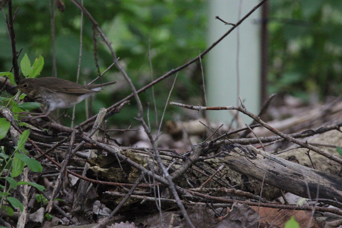 thrush sp. - ML637420493