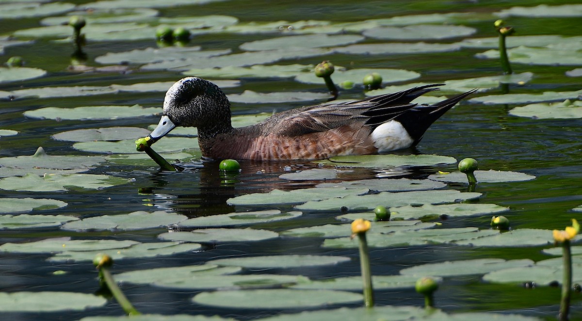 American Wigeon - ML637420514