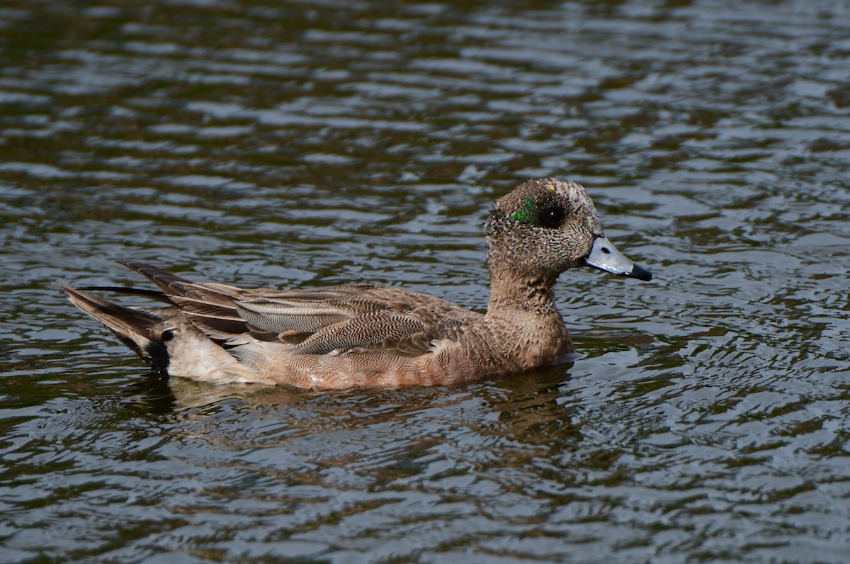 American Wigeon - ML637420516