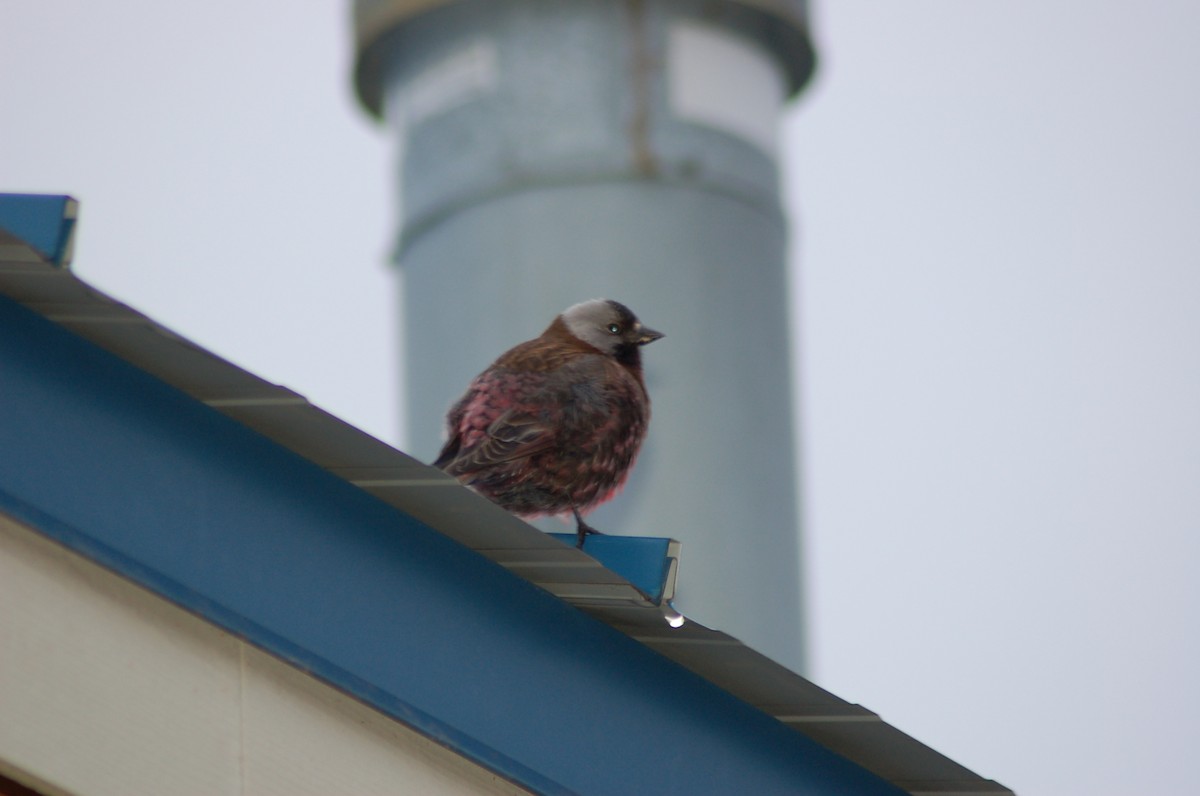 Gray-crowned Rosy-Finch - ML637420523