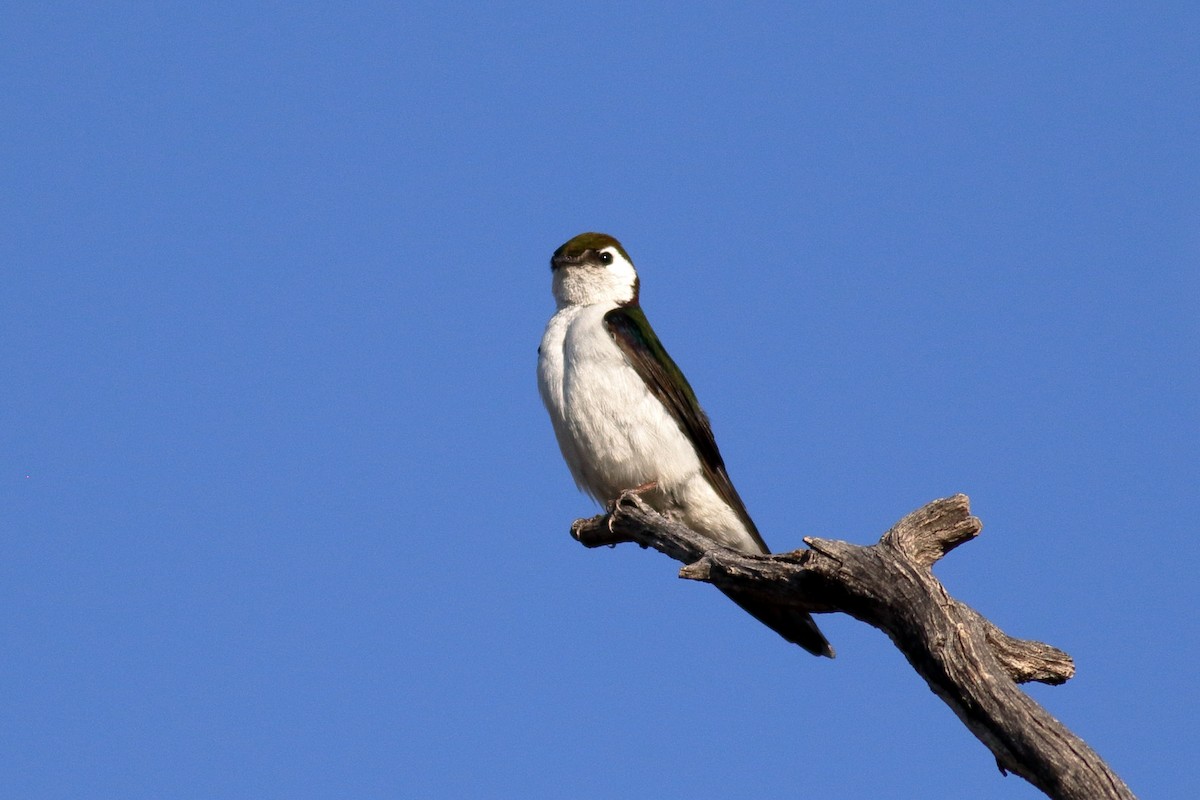 Violet-green Swallow - ML637420686