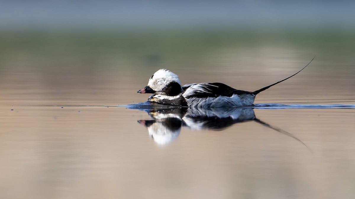 Long-tailed Duck - ML637420811