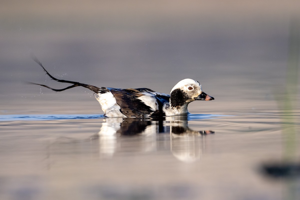 Long-tailed Duck - ML637420860