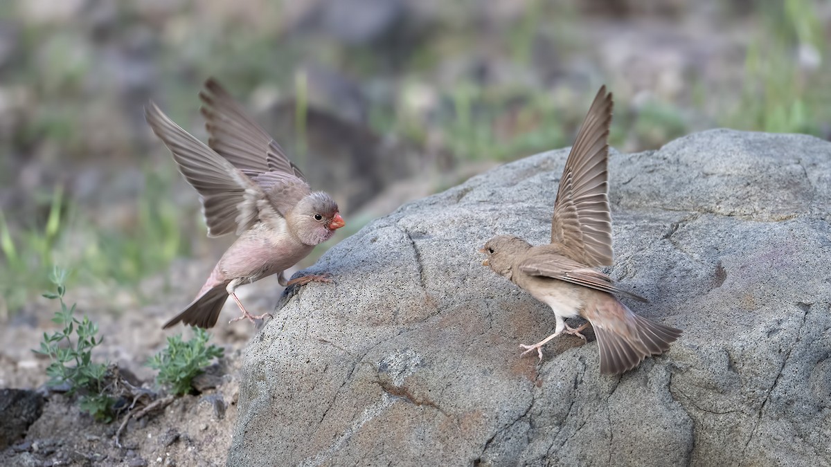 Trumpeter Finch - ML637420942