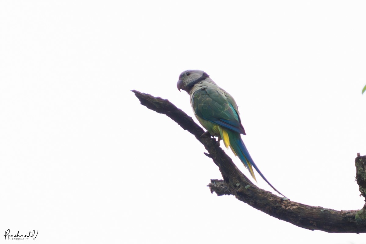 Malabar Parakeet - ML637420946