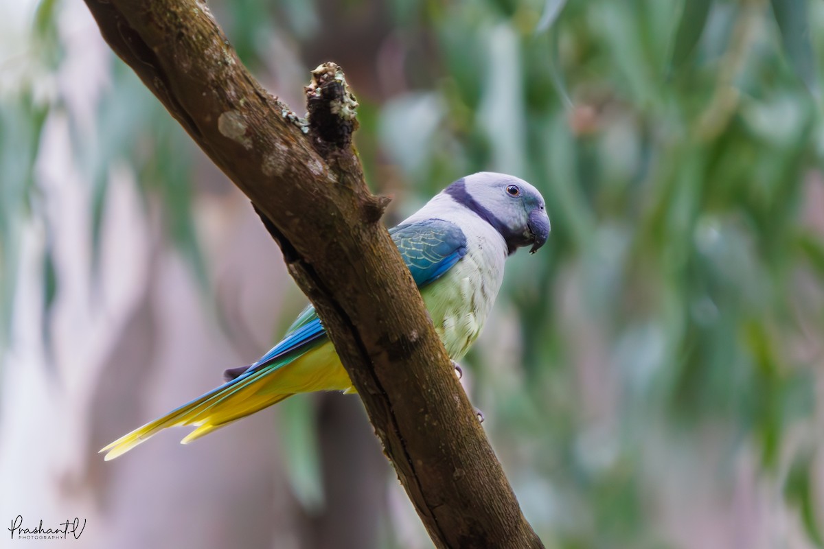 Malabar Parakeet - ML637420956