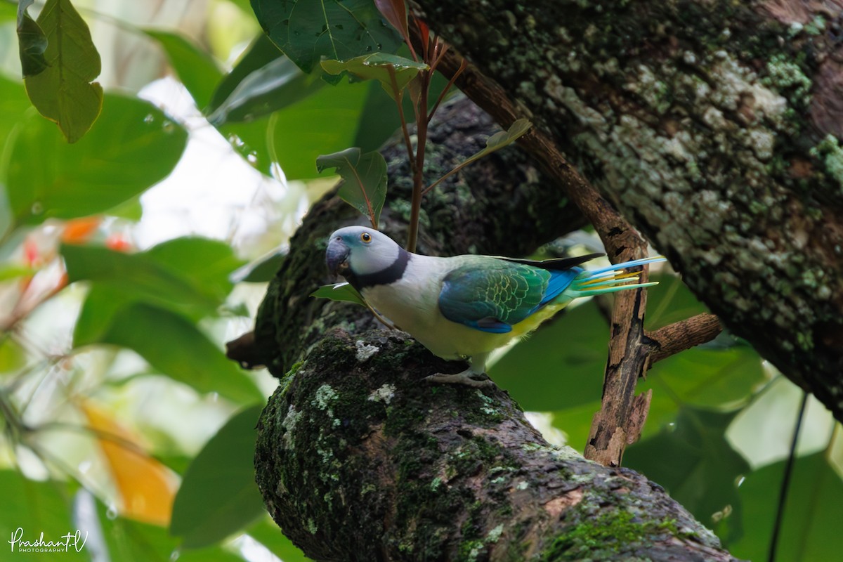 Malabar Parakeet - ML637420966