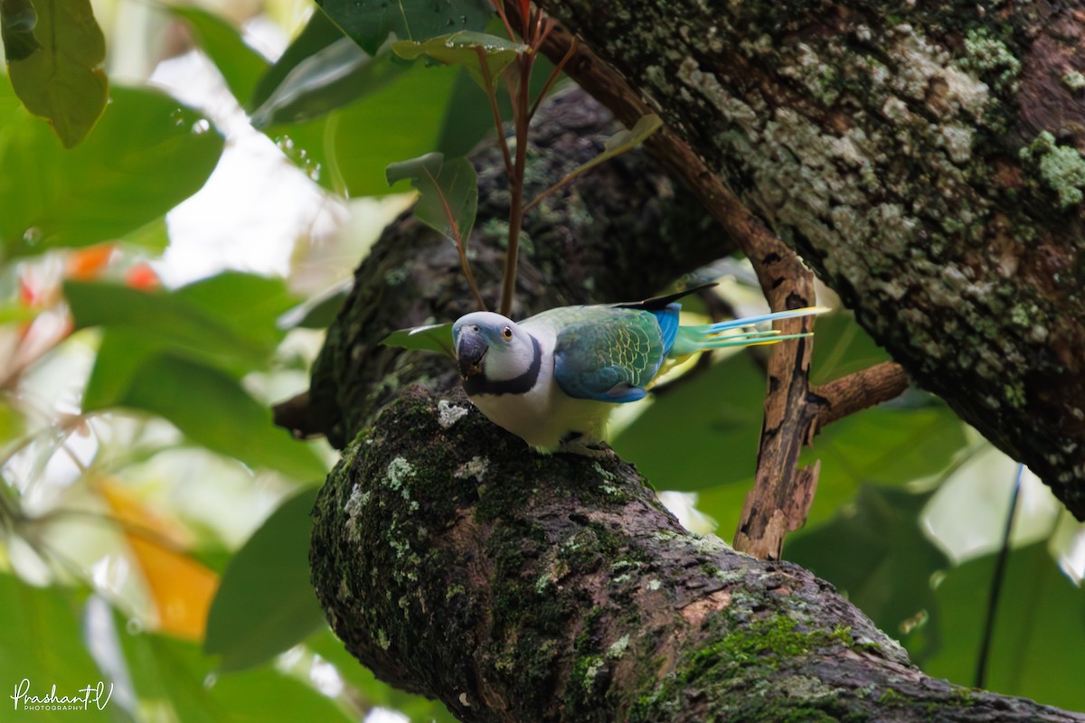 Malabar Parakeet - ML637420967